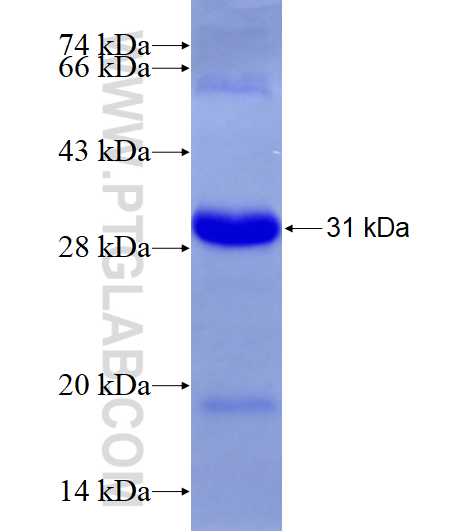 TNFRSF8 fusion protein Ag28260 SDS-PAGE