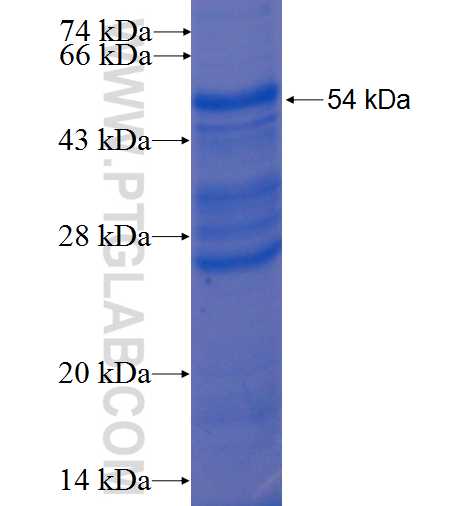TNFRSF9 fusion protein Ag0792 SDS-PAGE