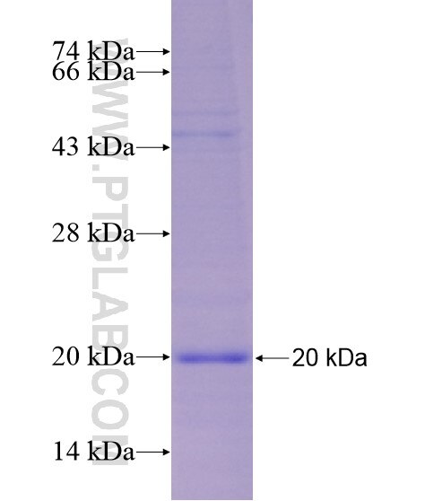 TNFSF11 fusion protein Ag29074 SDS-PAGE