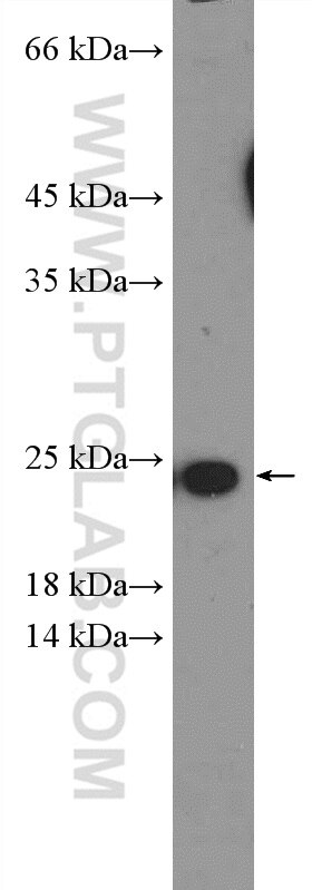 Western Blot (WB) analysis of HEK-293 cells using TNFSF12 Polyclonal antibody (12537-1-AP)