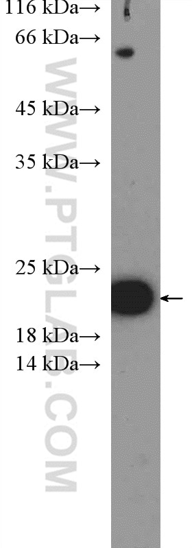 Western Blot (WB) analysis of MDA-MB-453s cells using TNFSF12 Polyclonal antibody (12537-1-AP)