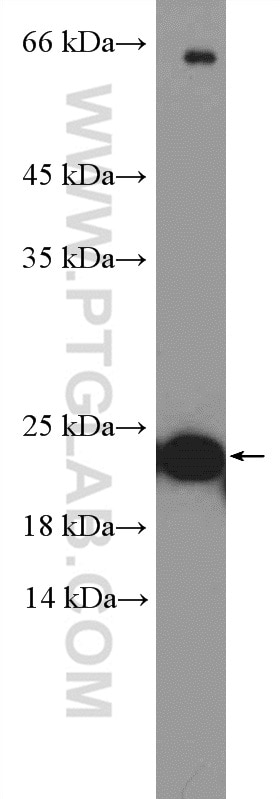 Western Blot (WB) analysis of PC-3 cells using TNFSF12 Polyclonal antibody (12537-1-AP)