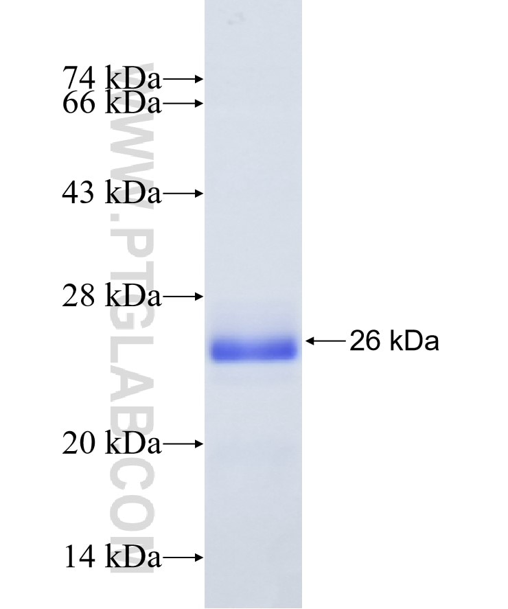 TNFSF12 fusion protein Ag29054 SDS-PAGE