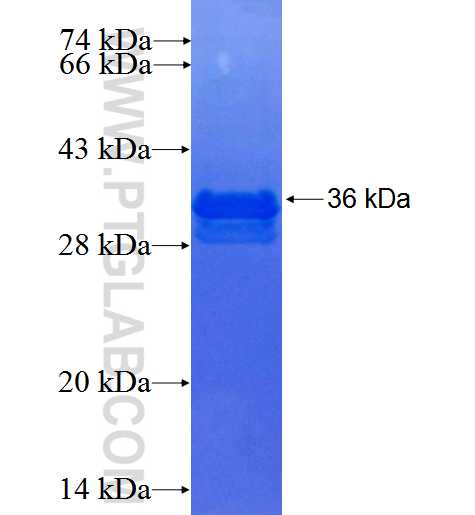 TNFSF12 fusion protein Ag3242 SDS-PAGE