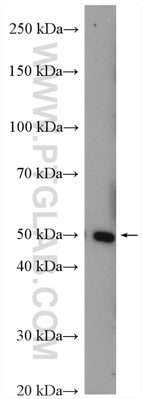 Western Blot (WB) analysis of mouse testis tissue using TNFSF13B Polyclonal antibody (11862-1-AP)