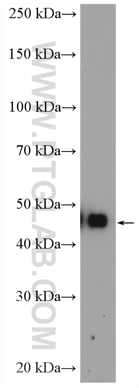 Western Blot (WB) analysis of mouse liver tissue using TNFSF13B Polyclonal antibody (11862-1-AP)