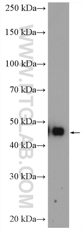 WB analysis of mouse liver using 11862-1-AP