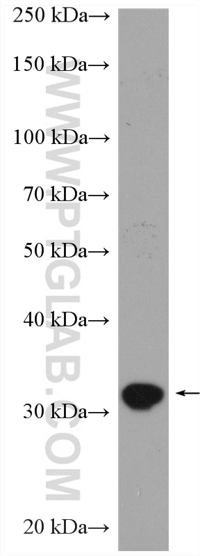 Western Blot (WB) analysis of U-937 cells using TNFSF13B Polyclonal antibody (11862-1-AP)