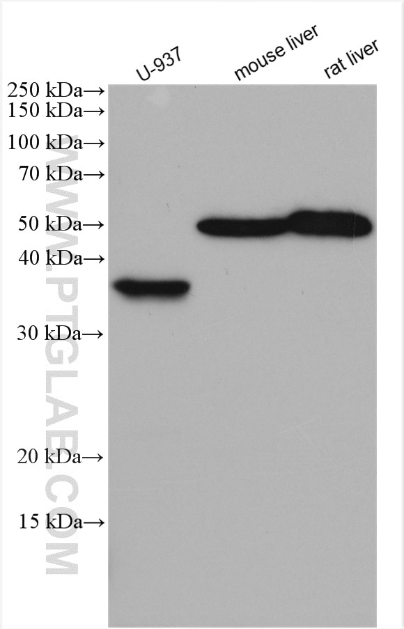 Western Blot (WB) analysis of various lysates using TNFSF13B Polyclonal antibody (11862-1-AP)