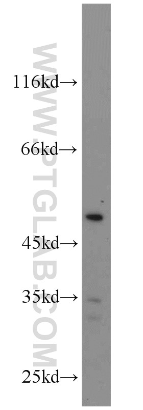 TNFSF13B Polyclonal antibody