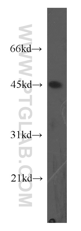 Western Blot (WB) analysis of human liver tissue using TNFSF13B Polyclonal antibody (11862-1-AP)