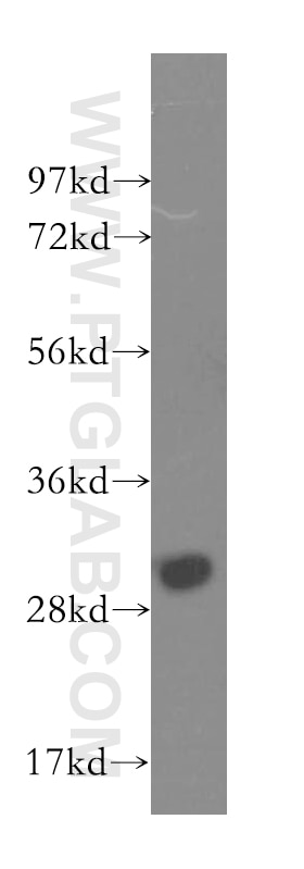 Western Blot (WB) analysis of U-937 cells using TNFSF13B Polyclonal antibody (11862-1-AP)