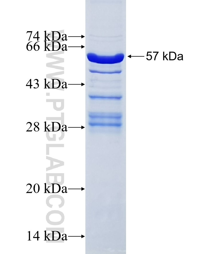 TNFSF13B fusion protein Ag2440 SDS-PAGE