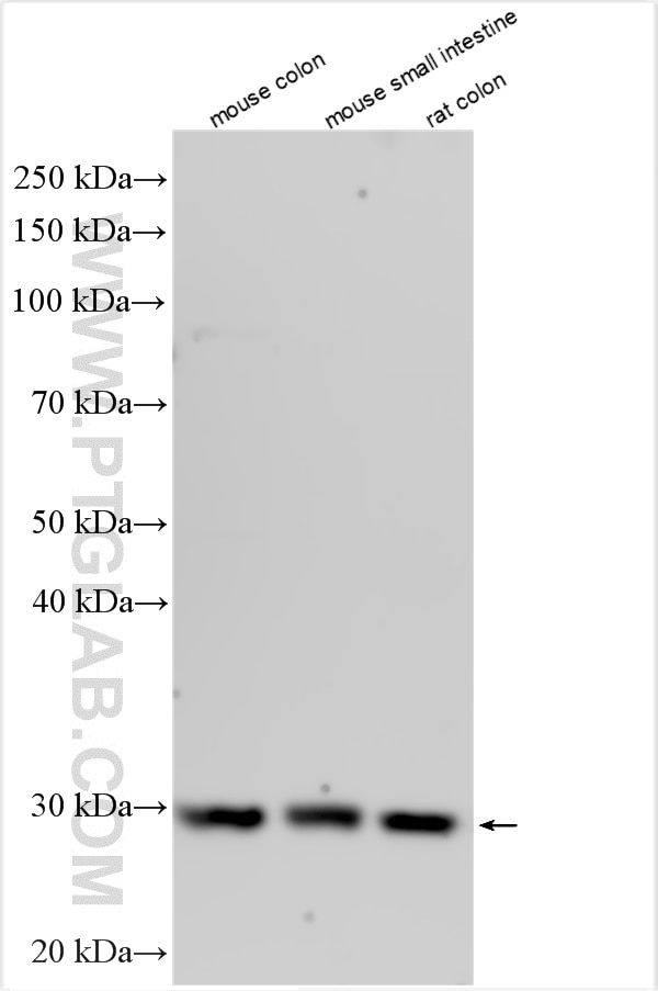 Western Blot (WB) analysis of various lysates using TNFSF15 Polyclonal antibody (29899-1-AP)