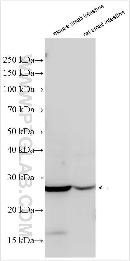 Western Blot (WB) analysis of various lysates using TNFSF15 Polyclonal antibody (29899-1-AP)