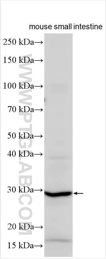 Western Blot (WB) analysis of various lysates using TNFSF15 Polyclonal antibody (29899-1-AP)