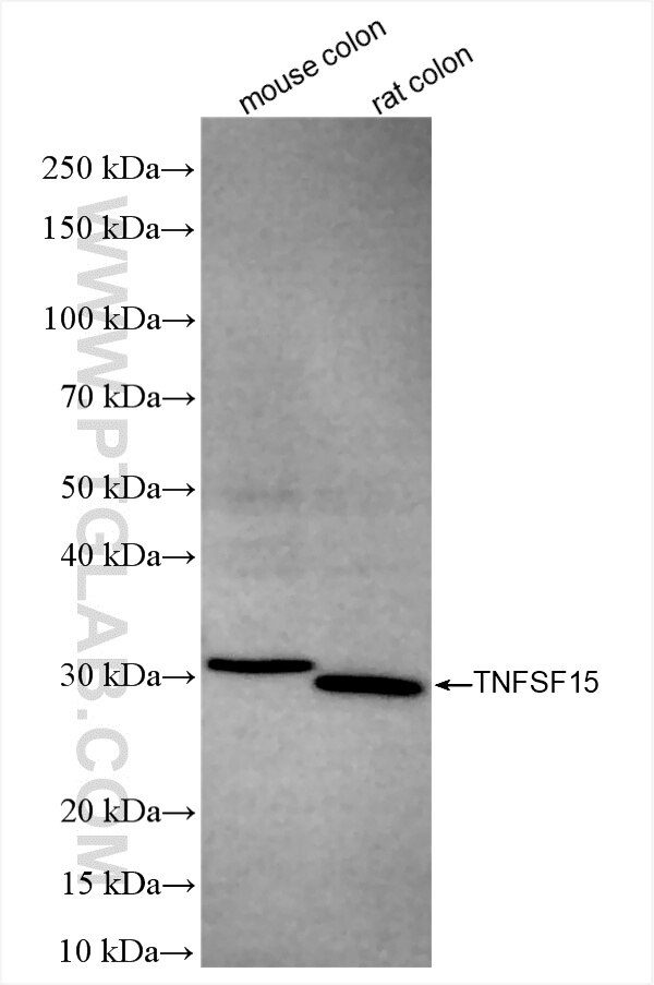 Western Blot (WB) analysis of various lysates using TNFSF15 Recombinant antibody (83700-3-RR)