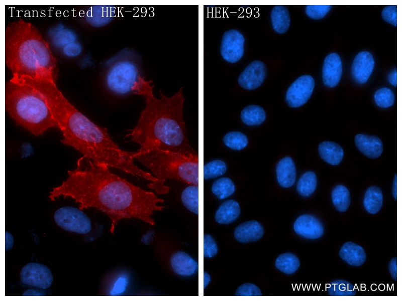 IF Staining of Transfected HEK-293 using 87367-3-RR Immunofluorescence (IF) / fluorescent staining of Transfected HEK-293 cells using TNFSF15 Recombinant monoclonal antibody (87367-3-RR)