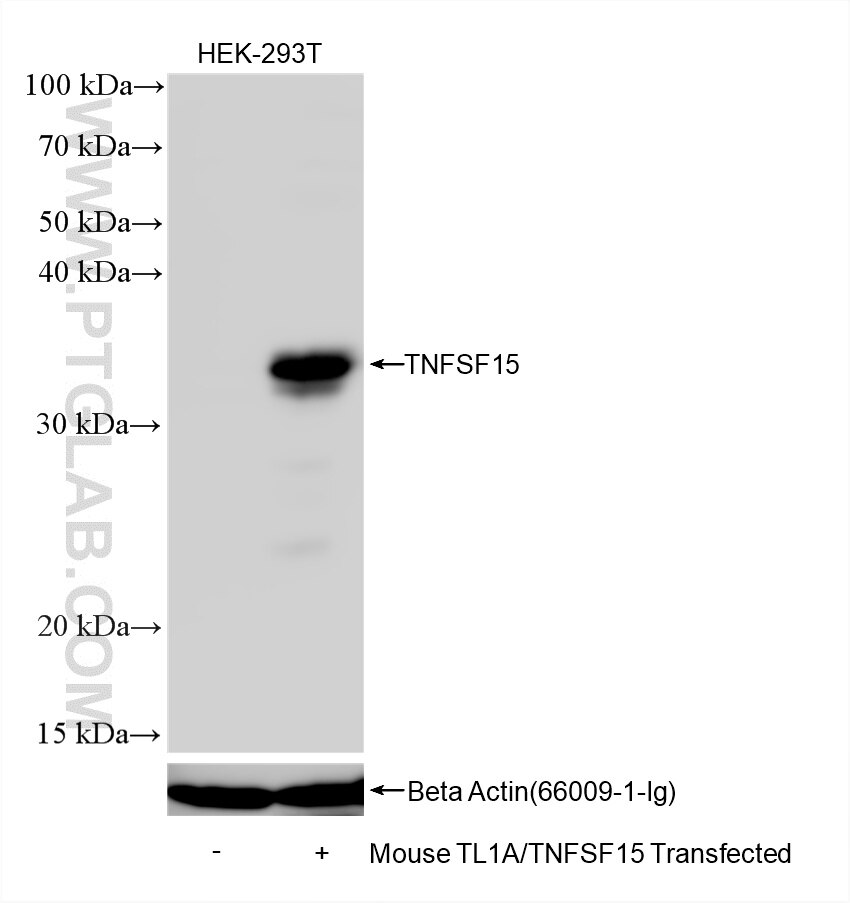 WB analysis using 87367-3-RR Western Blot (WB) analysis of various lysates using TNFSF15 Recombinant monoclonal antibody (87367-3-RR)