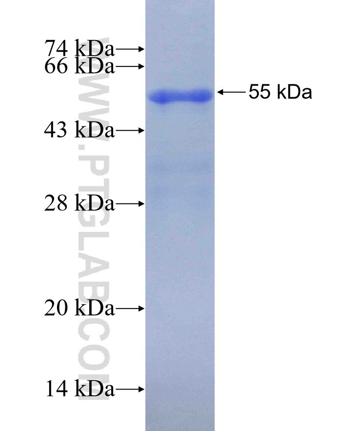 TNFSF15 fusion protein Ag30004 SDS-PAGE