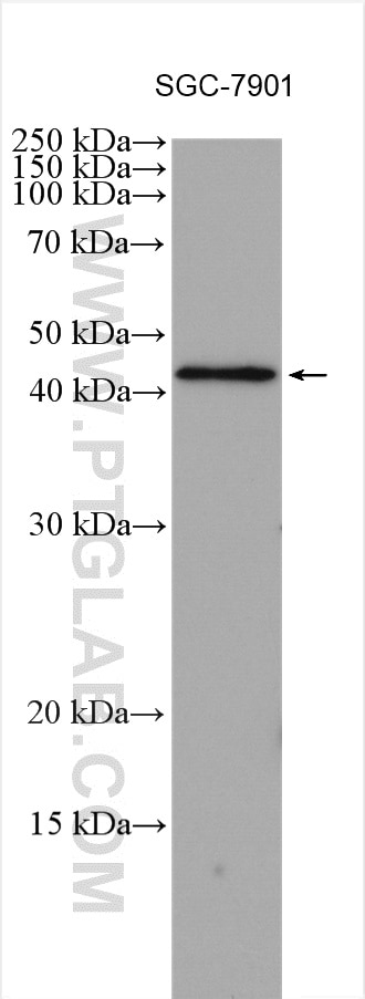 Western Blot (WB) analysis of various lysates using TNFSF18 Polyclonal antibody (23899-1-AP)
