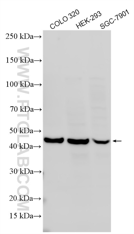 Various lysates were subjected to SDS PAGE followed by western blot with 23899-1-AP (TNFSF18 antibody) at dilution of 1:1000 incubated at room temperature for 1.5 hours. Western Blot (WB) analysis of various lysates using TNFSF18 Polyclonal antibody (23899-1-AP)