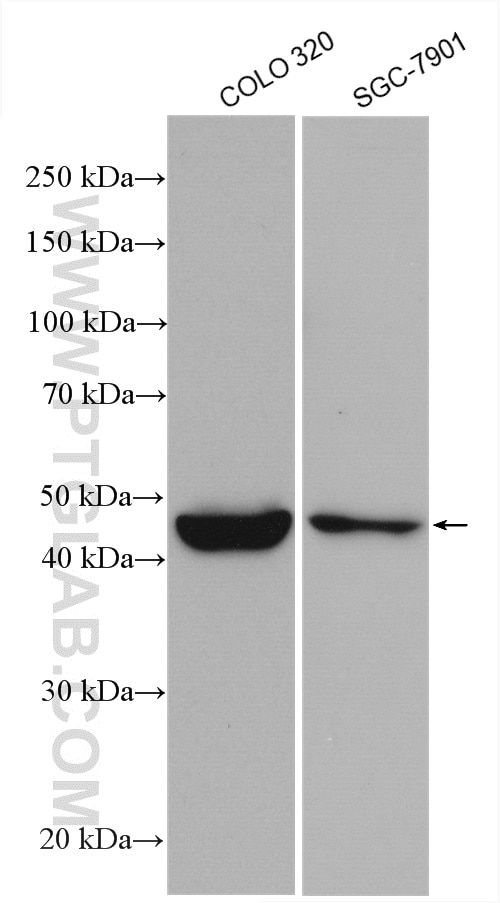 Western Blot (WB) analysis of various lysates using HRP-conjugated TNFSF18 Polyclonal antibody (HRP-23899)