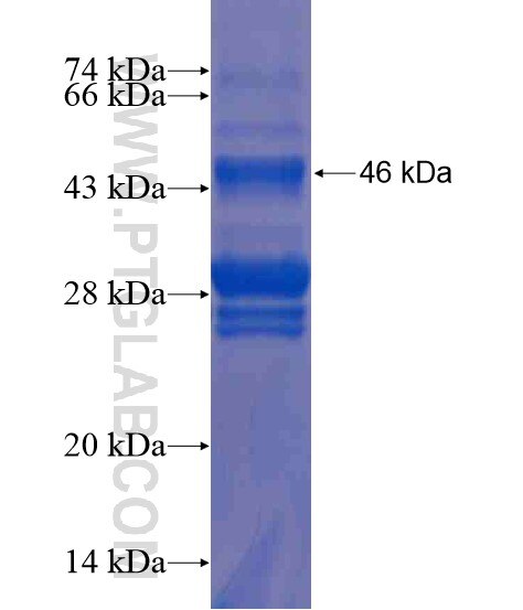 TNFSF18 fusion protein Ag20979 SDS-PAGE