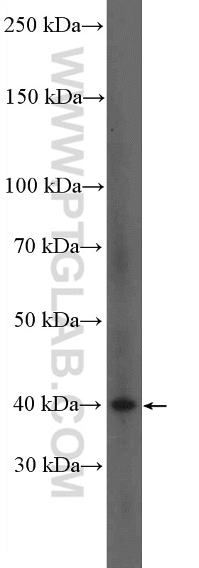 Western Blot (WB) analysis of MCF-7 cells using TNFSF8 Polyclonal antibody (17852-1-AP)