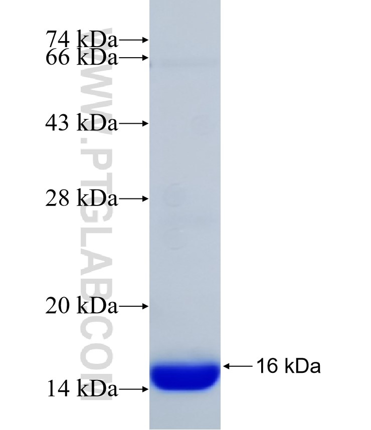 TNFSF8 fusion protein Ag31843 SDS-PAGE