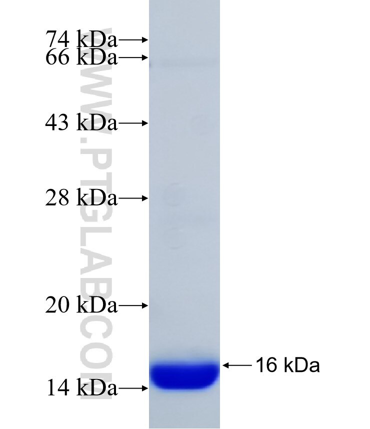 TNFSF8 fusion protein Ag31843 SDS-PAGE