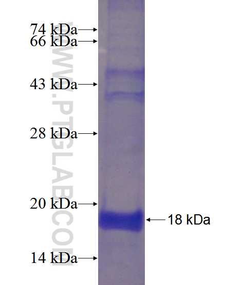 TNFSF8 fusion protein Ag12726 SDS-PAGE
