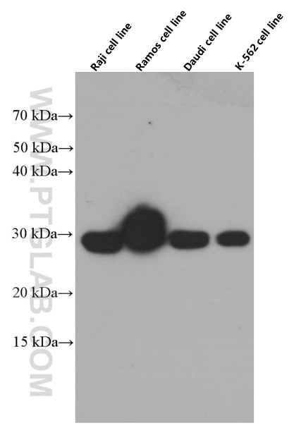 Western Blot (WB) analysis of Raji cells using 4-1BBL/TNFSF9 Monoclonal antibody (66450-1-Ig)