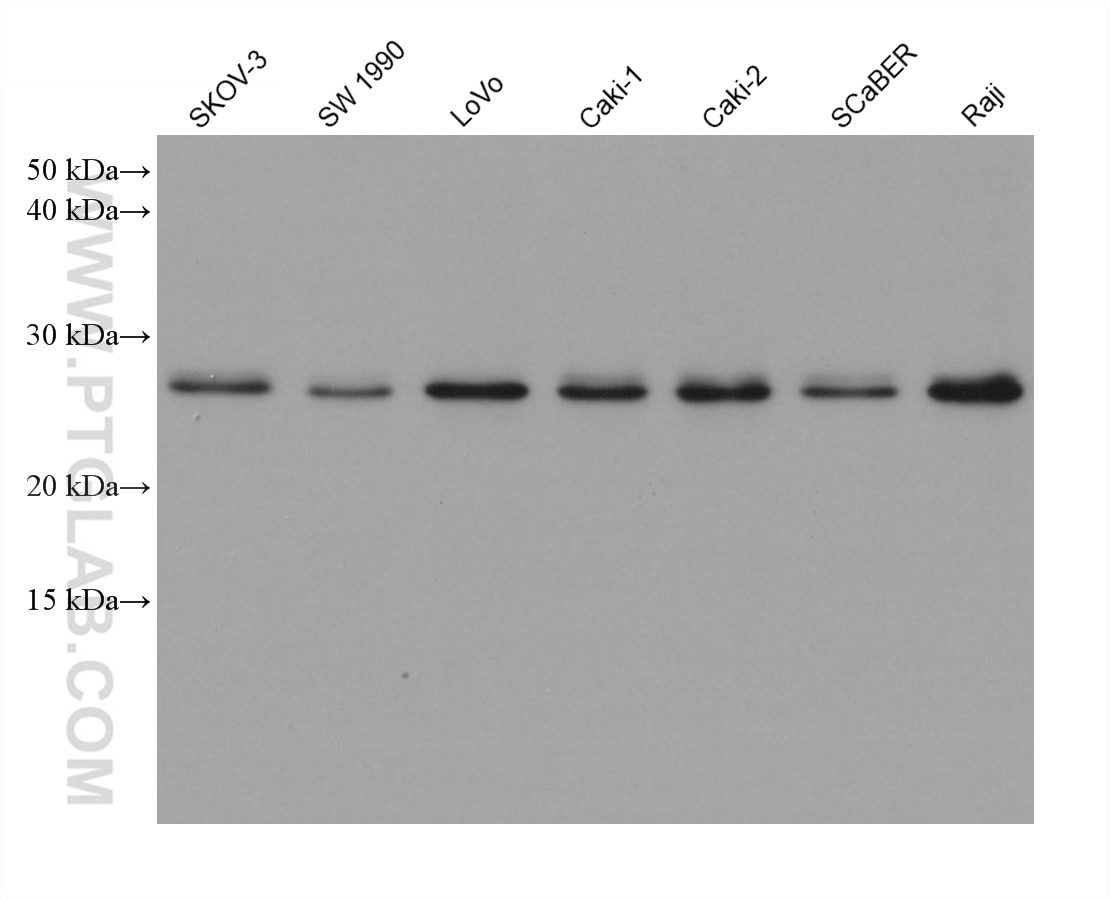 Western Blot (WB) analysis of various lysates using 4-1BBL/TNFSF9 Monoclonal antibody (66450-1-Ig)