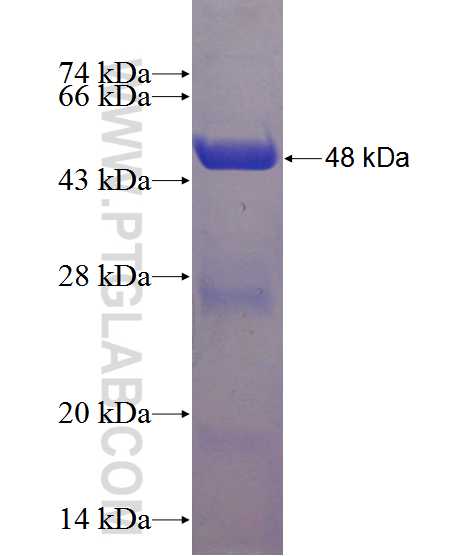 TNFSF9 fusion protein Ag12768 SDS-PAGE