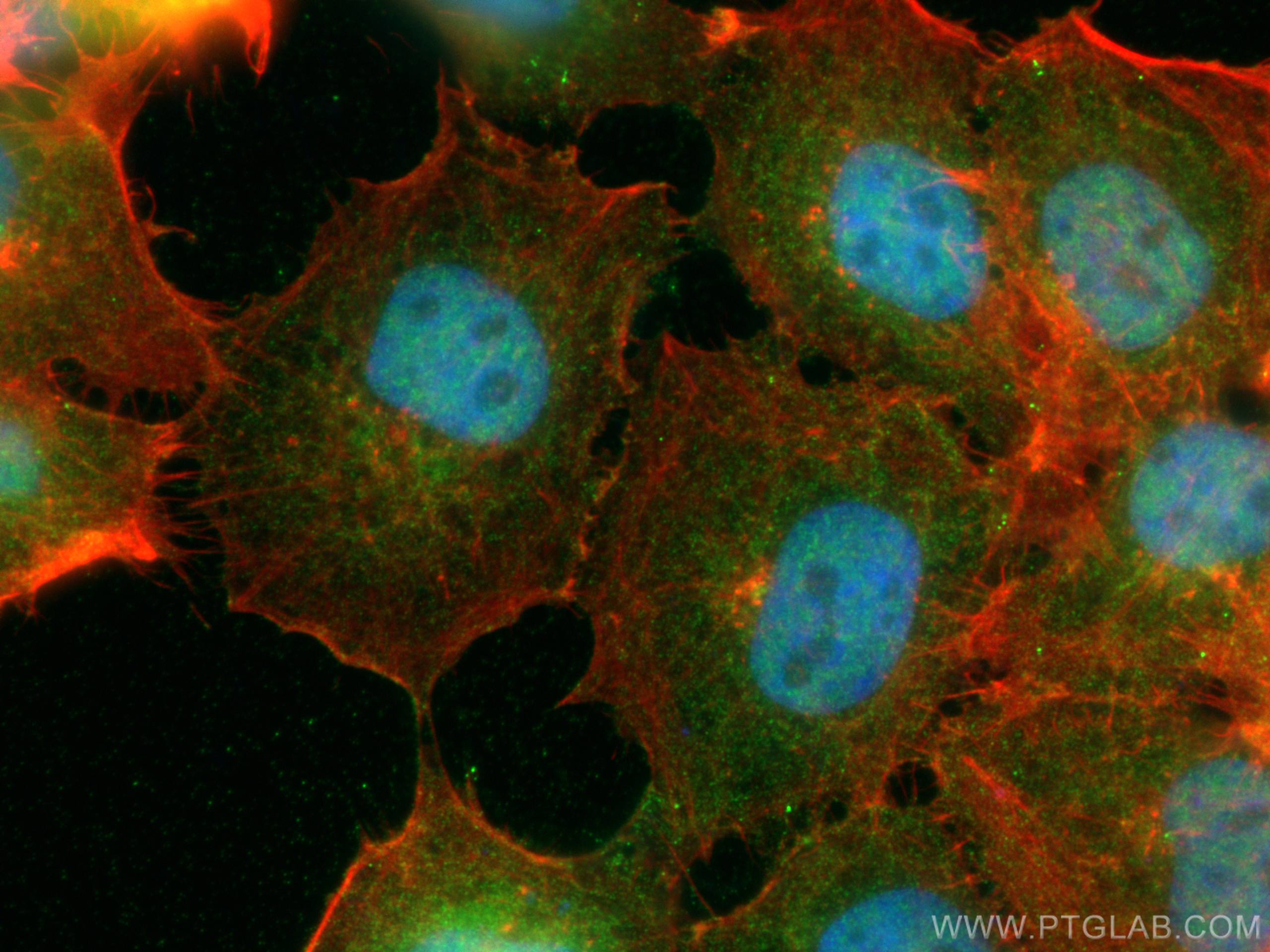 Immunofluorescence (IF) / fluorescent staining of A431 cells using TNIK Monoclonal antibody (67948-1-Ig)
