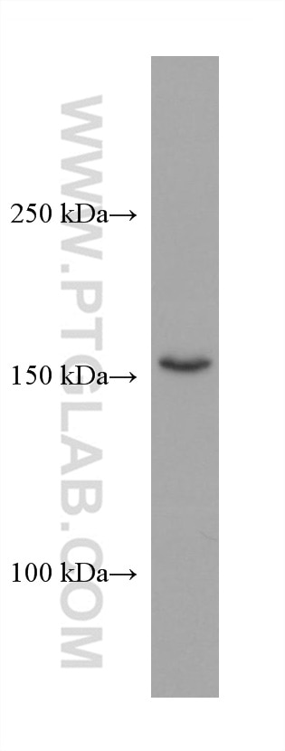 Western Blot (WB) analysis of K-562 cells using TNIK Monoclonal antibody (67948-1-Ig)