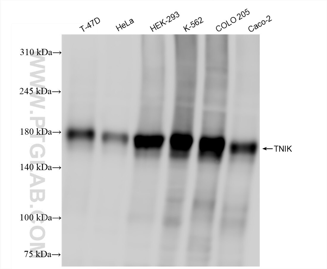 Western Blot (WB) analysis of various lysates using TNIK Recombinant antibody (84231-4-RR)
