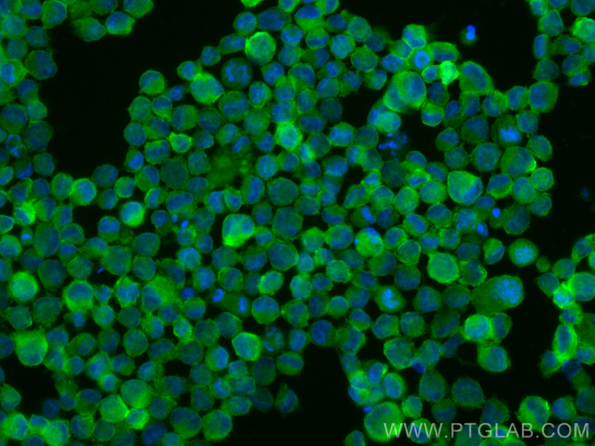 Immunofluorescence (IF) / fluorescent staining of K-562 cells using CoraLite® Plus 488-conjugated TNIK Recombinant ant (CL488-84231-4)