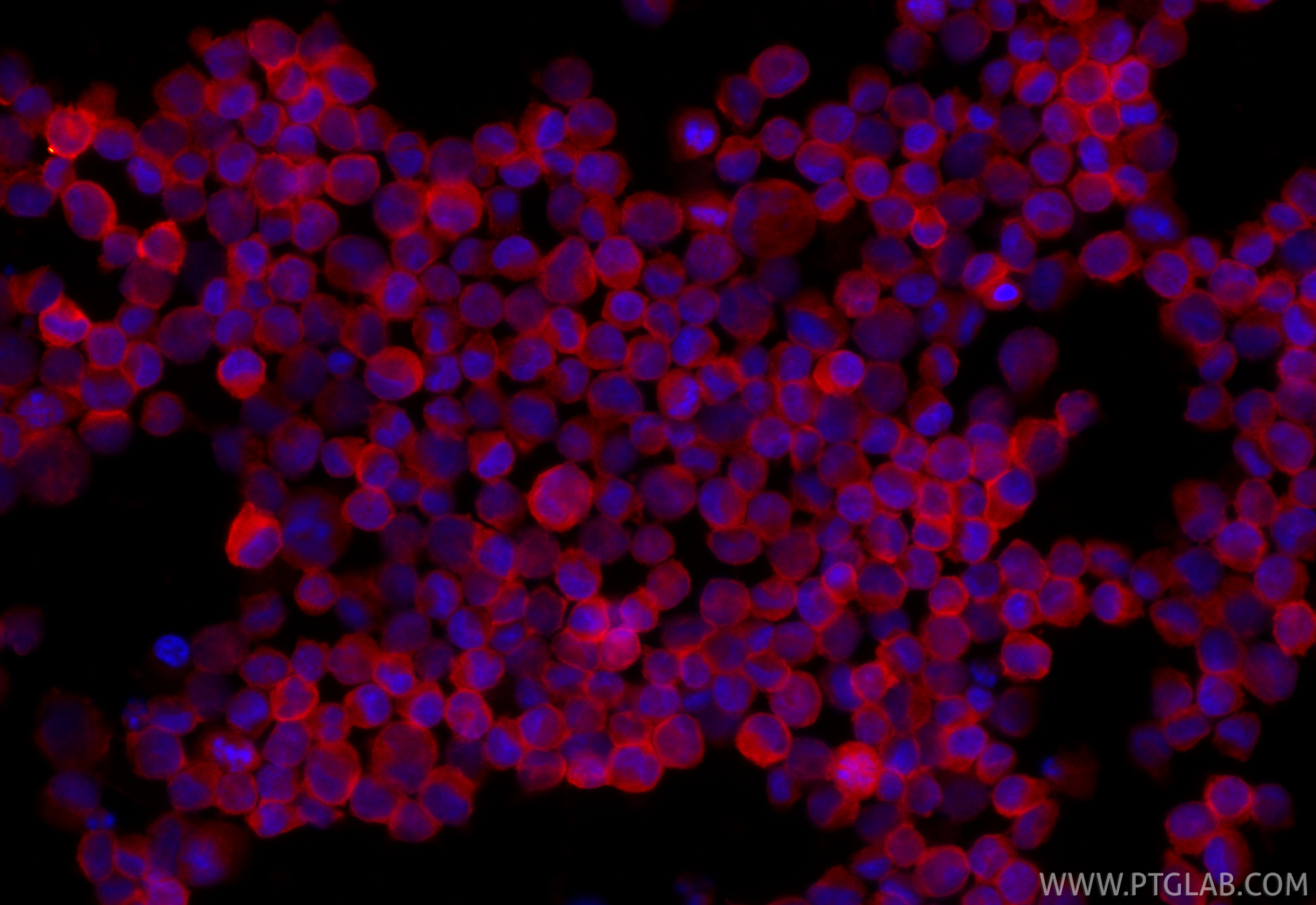 Immunofluorescence (IF) / fluorescent staining of K-562 cells using CoraLite®594-conjugated TNIK Recombinant monoclona (CL594-84231-4)