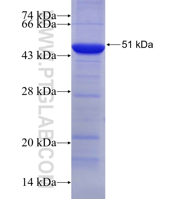 TNIK fusion protein Ag30710 SDS-PAGE