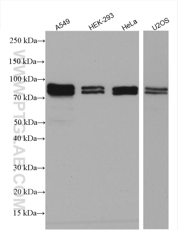 Western Blot (WB) analysis of various lysates using TNIP1 Polyclonal antibody (15104-1-AP)