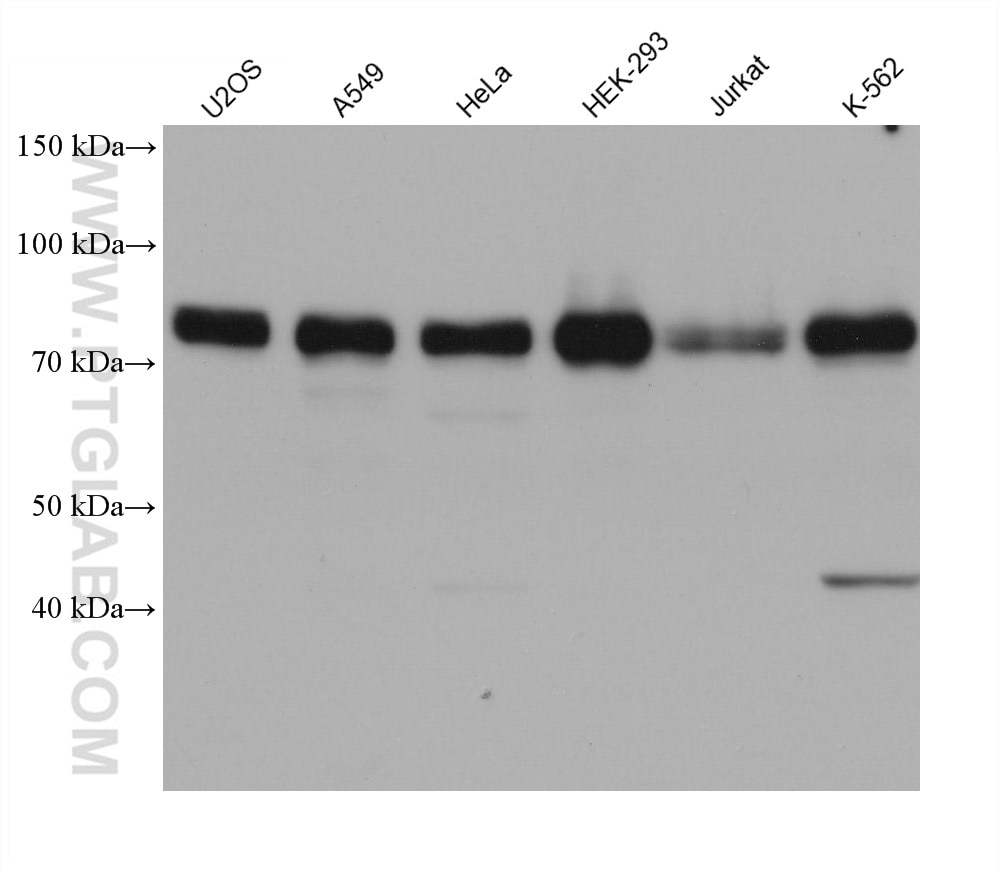Western Blot (WB) analysis of various lysates using TNIP1 Monoclonal antibody (68387-1-Ig)