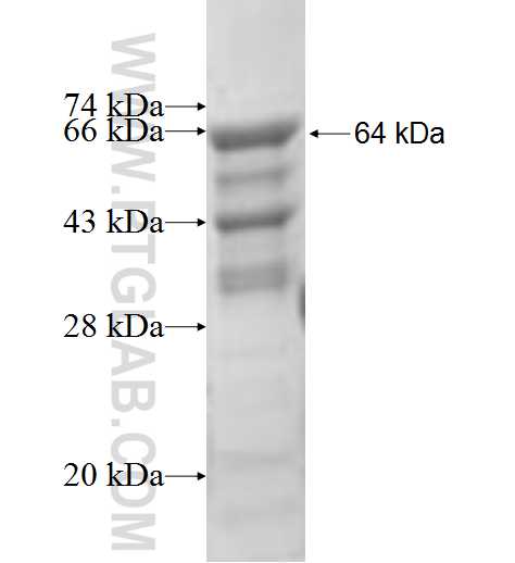 TNIP1 fusion protein Ag1561 SDS-PAGE