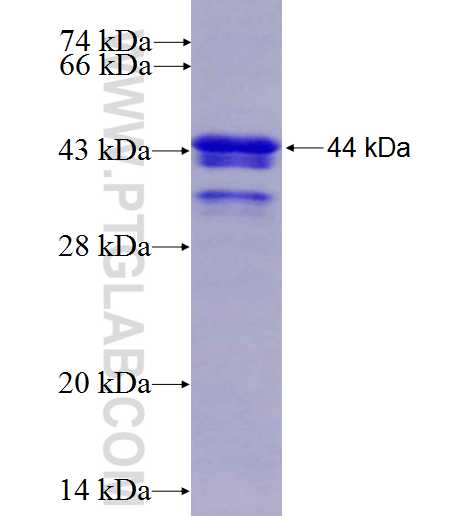 TNIP1 fusion protein Ag8885 SDS-PAGE