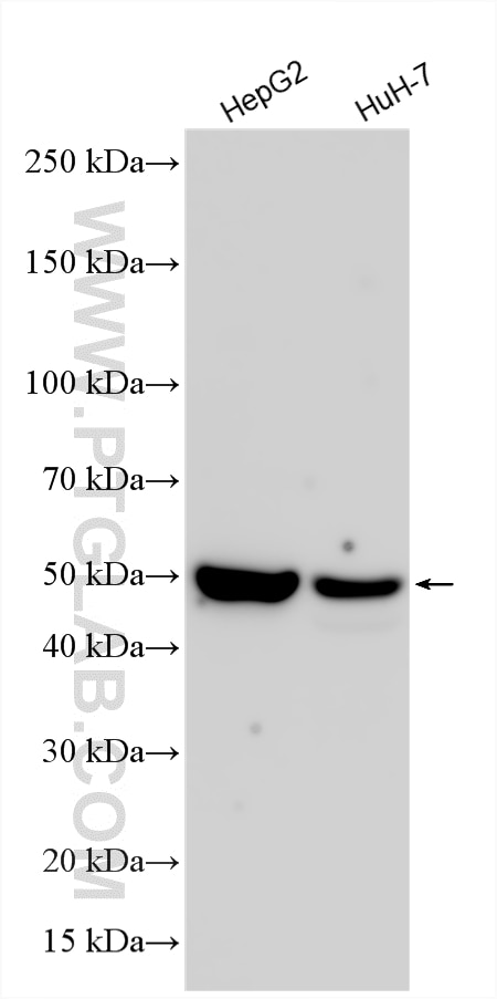 WB analysis using 15459-1-AP Western Blot (WB) analysis of various lysates using TNIP2 Polyclonal antibody (15459-1-AP)