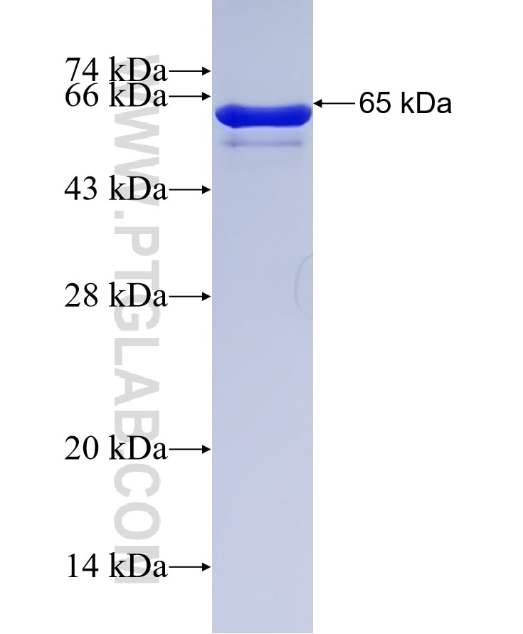 TNIP2 fusion protein Ag7731 SDS-PAGE