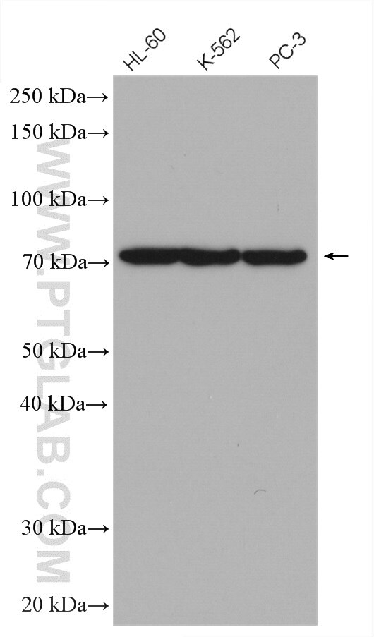 Western Blot (WB) analysis of various lysates using TNK1 Polyclonal antibody (14199-1-AP)