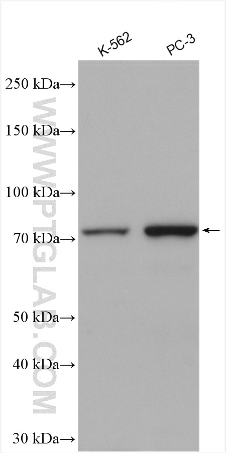 Western Blot (WB) analysis of various lysates using TNK1 Polyclonal antibody (14199-1-AP)