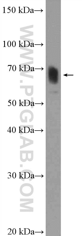 Western Blot (WB) analysis of mouse liver tissue using TNK1 Polyclonal antibody (14199-1-AP)